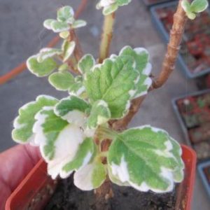 plectranthus ernstii variagata