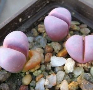 lithops meyeri hammeruby