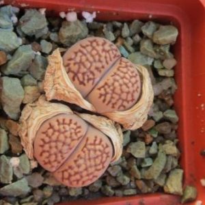 1608.3 lithops hallii v. ochracea