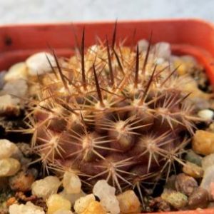 neoporteria kulumanii