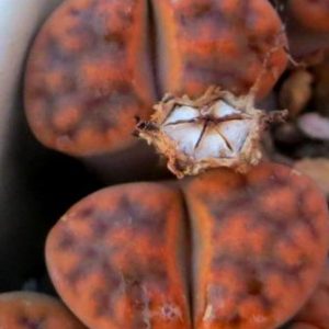 lithops karasmontana red