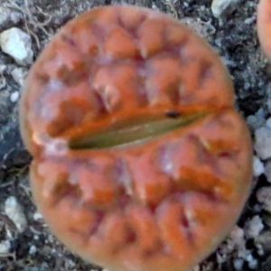 lithops karasmontana red