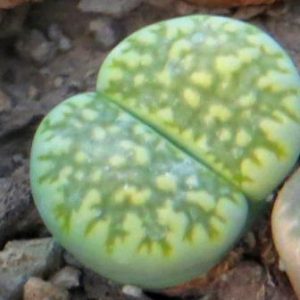 lithops salicola malachite