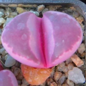 lithops optica rubra