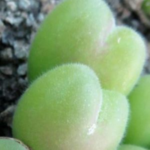 gybaeum pilosusulum