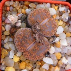 LITHOPS lesliei v mariae C141