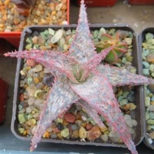 aloe raspberry култивар