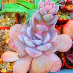 echeveria species