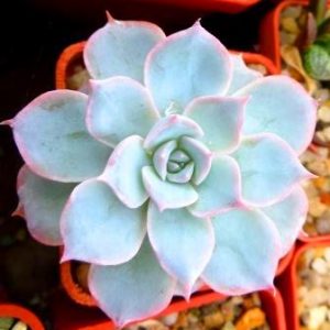 echeveria subsessilis