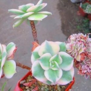 aeonium decorum