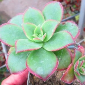 aeonium kiwi