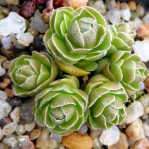 crassula emerald