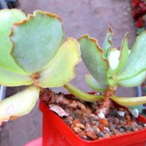 adromischus species