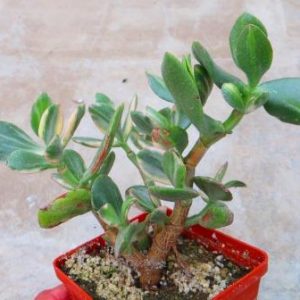 crassula ovata variegata