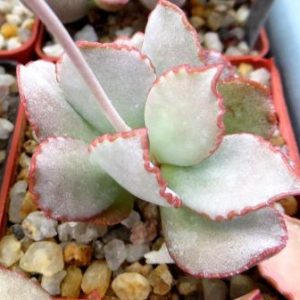 anacampseros shuldianus Pafader