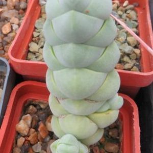 crassula plegmatoides