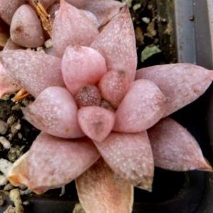 haworthia hybrid