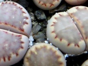 lithops fullerii brunea x lithops julii c 297