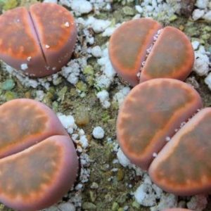 lithops karasmontana bella fenestrata Cop L 14-312