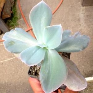 echeveria culibra