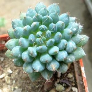 echeveria setosa rundelli