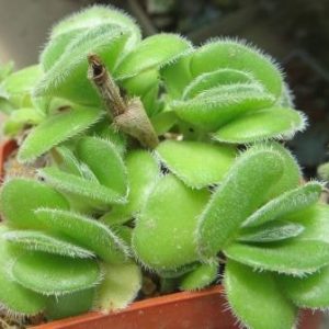 Crassula tomentosa