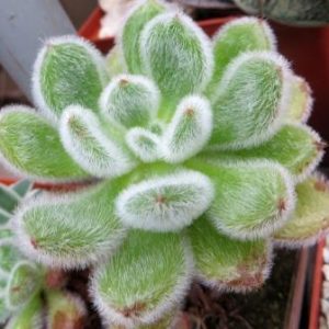 echeveria setosa doris taylor