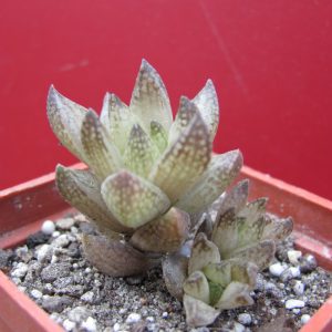 Haworthia reticulata    Dublin