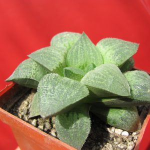Haworthia pugmaea