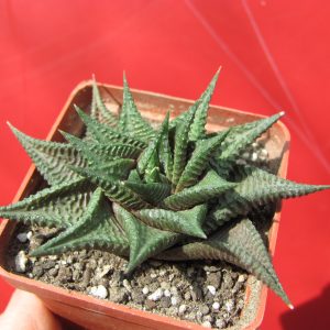 Haworthia limifolia  *Fairy Washboard*