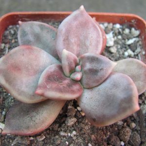 Echeveria xichuensis