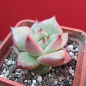 Echeveria Romeo