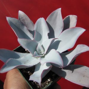 Echeveria Cante