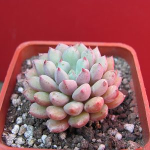 Echeveria hybr.