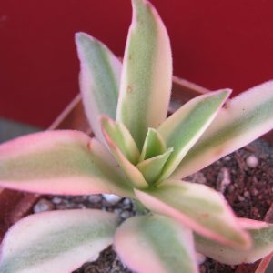 Crassula *Campfire* variegata