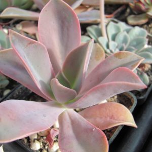 Echeveria Fred Ives