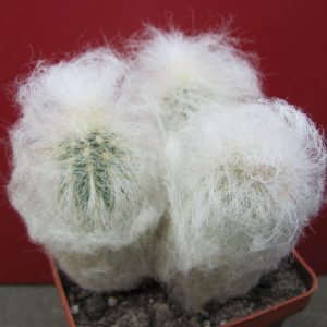 Espostoa melanostele     3 вместе