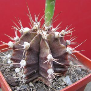 Gymnocalycium melocactiforme