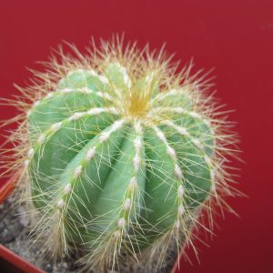 Eriocactus magnificus