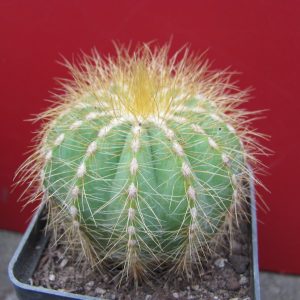 Eriocactus magnificus
