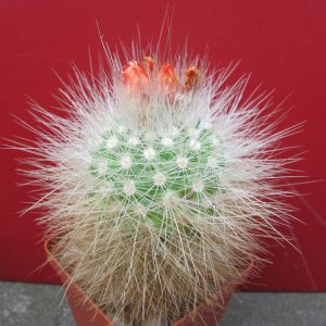 Parodia nivosa