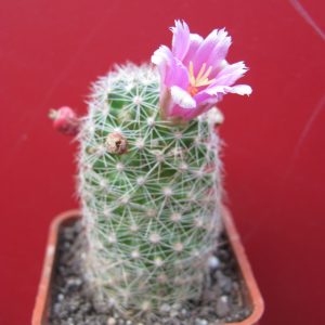 Mammillaria oliviae