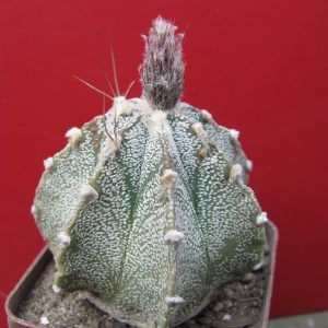Astrophytum my x or