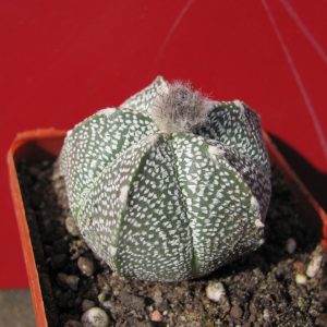 Astrophytum coahuilense x Hanazono