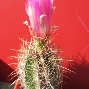 Thelocactus bicolor rubrispinus