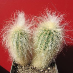 Espostoa ritteri