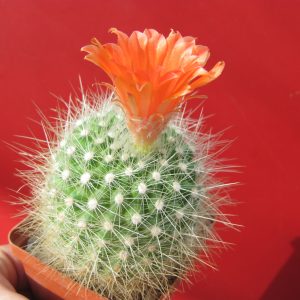 Parodia nivosa