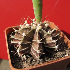 Gymnocalycium mihanovichii