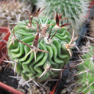 Stenocactus pentacanthus