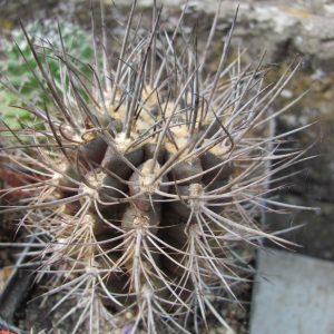 Neoporteria rapifera